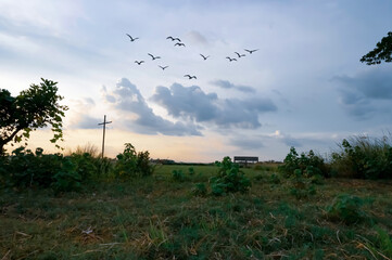 Beautiful Dramatic sky and flying birds