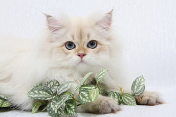 British longhair kitten of silver color on white background. Cute fluffy kitten with blue eyes. Pets at cozy home. Top down view web banner. Funny adorable pets cats. Postcard concept.