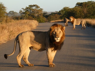 male lions in africa
