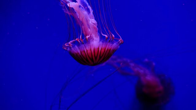 A jellyfish in captivity at the local aquarium as a popular exhibit. Video