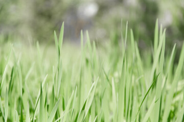 Fototapeta na wymiar Green grass texture as background. Perspective view and selective focus. artistic abstract spring or summer background with fresh grass as banner or eco wallpaper. Leaves blur effect. Macro nature.