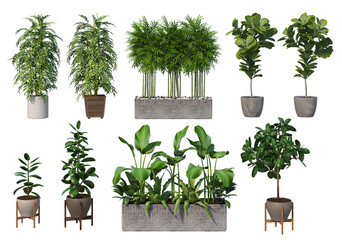 Decorative plants in pots on a white background.