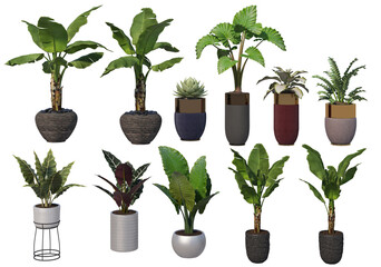 Decorative plants in pots on a white background.