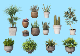 Decorative plants in pots on a white background.
