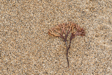 Irish Moss Seaweed on the beach - obrazy, fototapety, plakaty