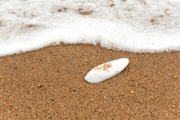 Cuttlefish bone on the shore