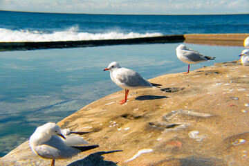 Seagull on the beach in Dee why