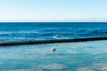 Seagull on the beach in Dee why