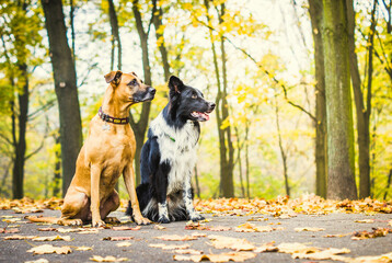Autumn dogs in the park