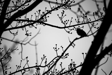 Étourneau Sansonnet