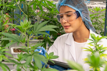 Asian female researcher wearing glasses experiments with growing cannabis and hemp plants in pots...