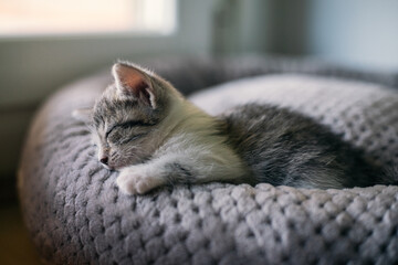 Kitten in bed