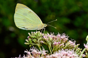 Large white // Großer Kohlweißling (Pieris brassicae)