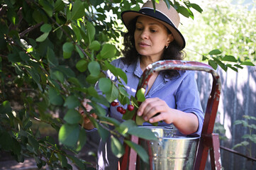 Beautiful woman farmer concentrated on picking ripe cherries from tree in an organic farm. Harvesting. Agriculture. © Taras Grebinets