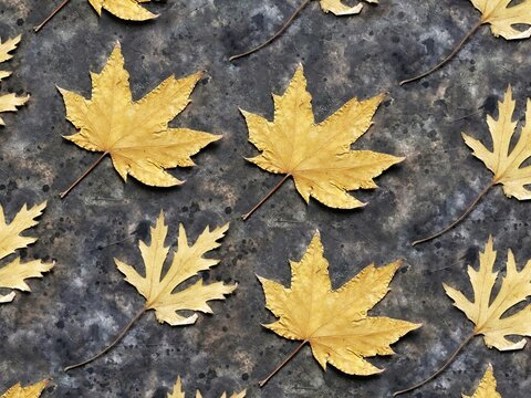 Pattern of dry autumn maple leaves on a black concrete background. Leaves of Norwegian and silver maple. Autumn background.