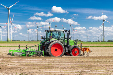 Obraz premium Tractor by biological carrot farming - 2684