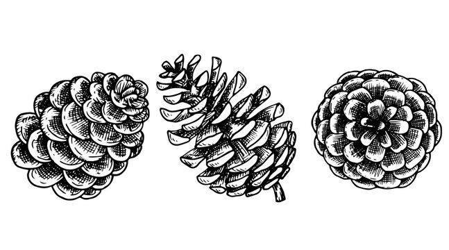 drawing in vintage style, christmas set of fir cones. sketch, retro style.