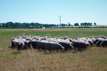 grazing flock of merino sheep on a pasture in a sheep farm in eastern Germany in front of windmill
