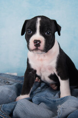 Black and white American Staffordshire Terrier dog or AmStaff puppy on blue background