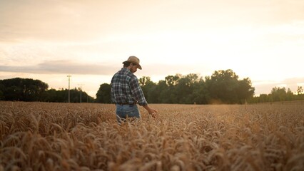 Naklejka na ściany i meble On a sunny day man touching wheat with hand at the field