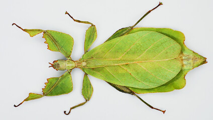 Leaf insect Phyllium celebicum isolated on white. Amazing green large tropical insect that looks like a tree leaf. Collection insects, mimicry, Mantidae. Phasmidae. Entomology. © catocala