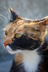 close up portrait of a cat with bokeh