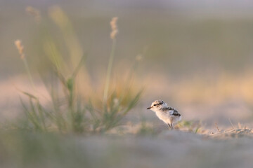Kentish plover, a small wading bird belonging to the plover family.