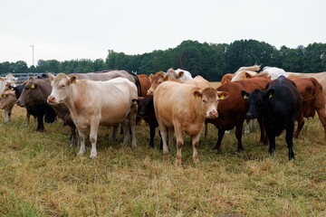 charolais and limousin beef cattle herd on pasture land in eastern Germany