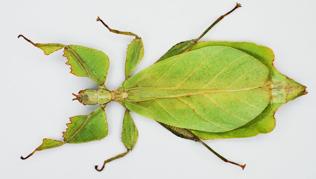 Leaf insect Phyllium celebicum isolated on white. Amazing green large tropical insect that looks like a tree leaf. Collection insects, mimicry, Mantidae. Phasmidae. Entomology.