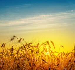 Golden harvest under orange and blue cloudy sky on sunset. South Ukraine agriculture field.