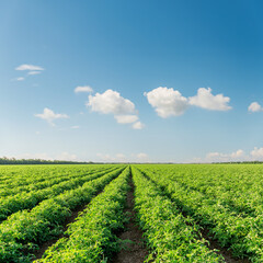 Blue sky with clouds over green field with tomatoes bushes. South Ukraine agriculture field.