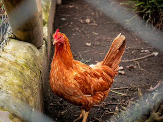 Brown Hen Sitting Enclosed in a Wire Netting