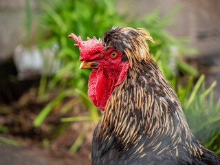 Black Rooster with Red and Brown Enclosed in a Wire Netting