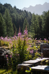 Flower in Swiss Mountains