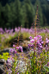 Flowers in Swiss Mountains