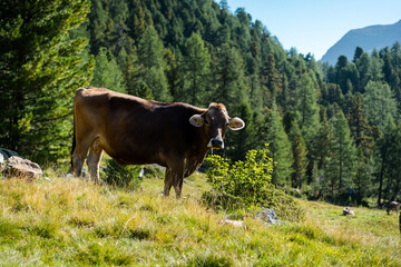 Cow in Swiss Mountains