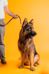 german shepherd dog sitting on leash with a man