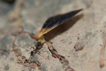 Ant carrying food to the anthill. Natural Reserve of Popenguine. Thies. Senegal.