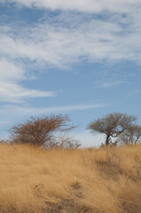 Acacias with red acacia Vachellia seyal to the left. Natural Reserve of Popenguine. Thies. Senegal.
