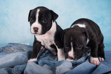 Two Black and white American Staffordshire Terrier dogs or AmStaff puppies on blue background