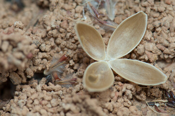 Pod open and seeds in the Natural Reserve of Popenguine. Thies. Senegal.