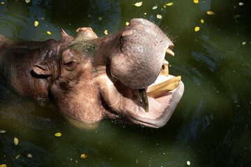 Close up Happy Hippopotamus in the water