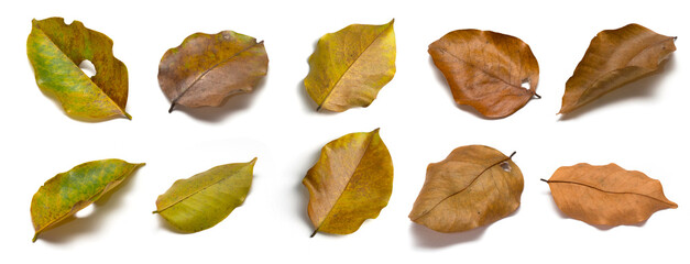 Naklejka premium Set of fallen leaves on white background. Autum leaves. Autum theme.