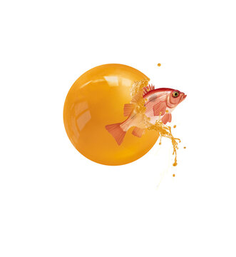 s&eacute;baste  ,  oeuf de poisson, naissance, poisson, &eacute;vasion, sortir, b&eacute;b&eacute;, jaune, orange, frais, p&ecirc;cher, mer, oc&eacute;an, eau