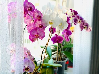 Beautiful blooming multicolored orchids on the window-sill on bright sunny day.