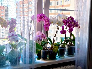 Moth orchids on windowsill - home decoration with live potted flowering plants