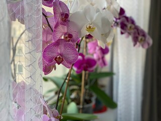 Close-up of pink orchid flowers standing on the windowsill among other house plants. Floriculture, hobby concept.