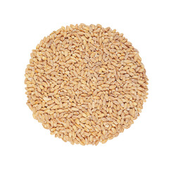 The surface is covered with wheat grains in steps. Barley grains isolated on a white background.