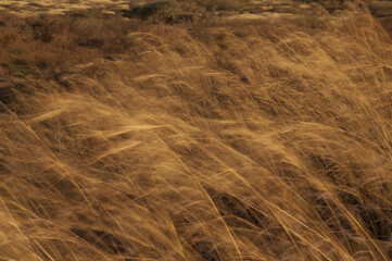 Grass moved by the wind. Picture blur to suggest movement. Natural Reserve of Popenguine. Thies. Senegal.