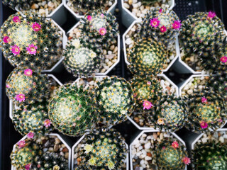 Mammillaria plumosais one of the largest in the cactus family (Cactaceae)